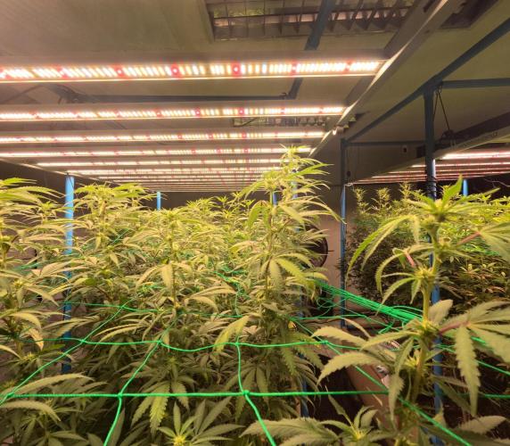 (notill) permanent marker rbx1. Week 5