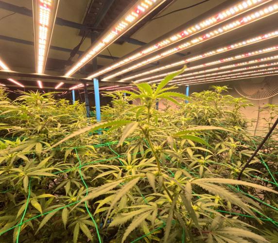 (notill) permanent marker rbx1. Week 5