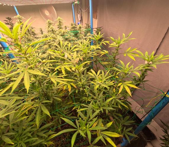 (notill) permanent marker rbx1. Week 6