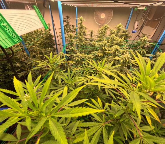 (notill) permanent marker rbx1. Week 6