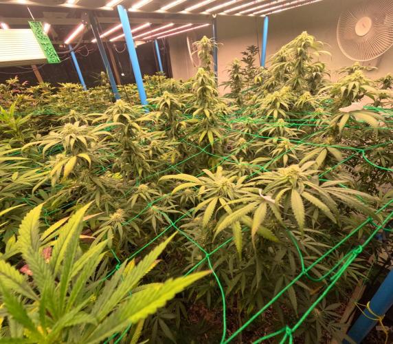 (notill) permanent marker rbx1. Week 6