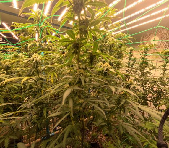 (notill) permanent marker rbx1. Week 6