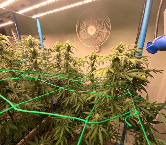 (notill) permanent marker rbx1. Week 6