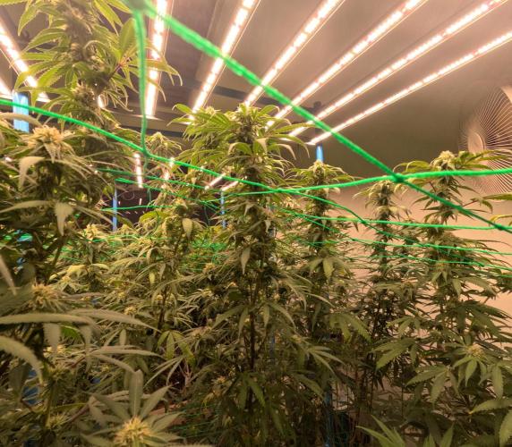 (notill) permanent marker rbx1. Week 6