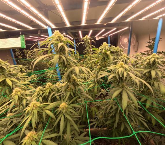 (notill) permanent marker rbx1. Week 6