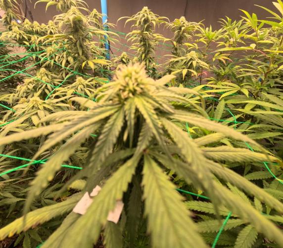 (notill) permanent marker rbx1. Week 6