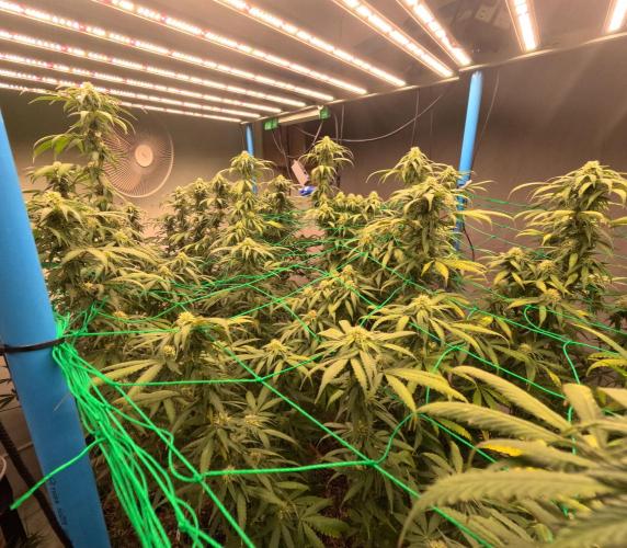 (notill) permanent marker rbx1. Week 6