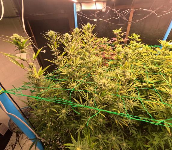 (notill) permanent marker rbx1. Week 6