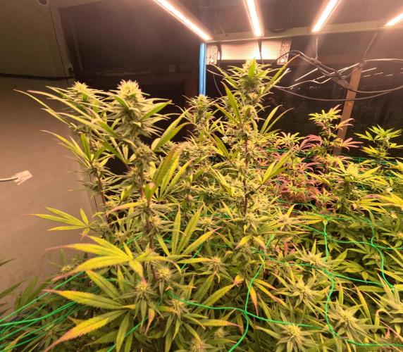 (notill) permanent marker rbx1. Week 6