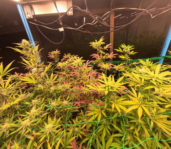 (notill) permanent marker rbx1. Week 6