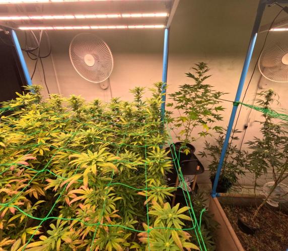 (notill) permanent marker rbx1. Week 6