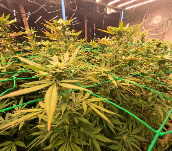 (notill) permanent marker rbx1. Week 6