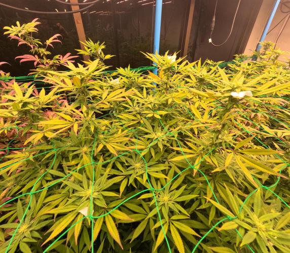 (notill) permanent marker rbx1. Week 6