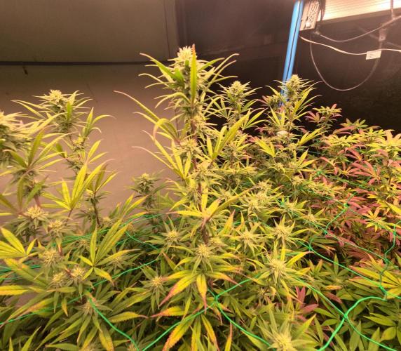 (notill) permanent marker rbx1. Week 6