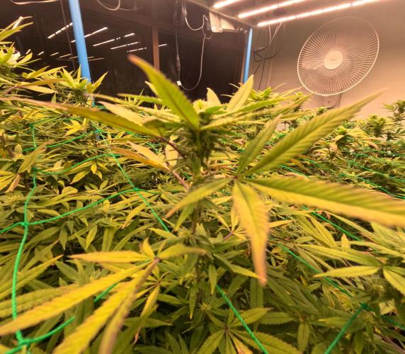 (notill) permanent marker rbx1. Week 6