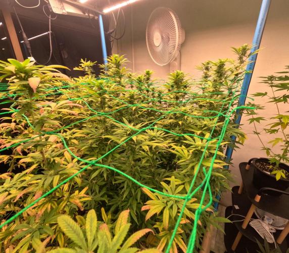 (notill) permanent marker rbx1. Week 6