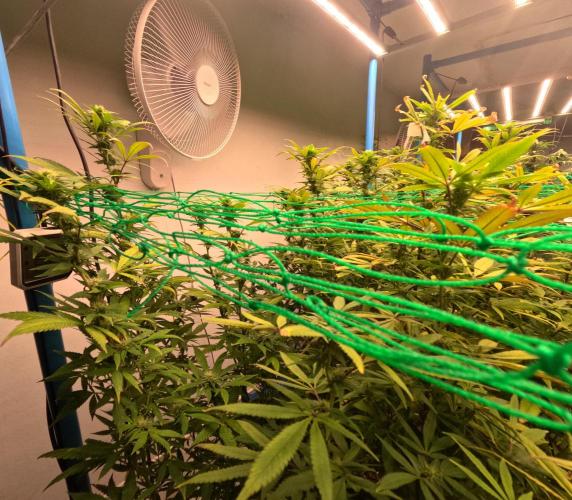 (notill) permanent marker rbx1. Week 6