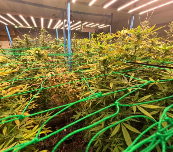 (notill) permanent marker rbx1. Week 6