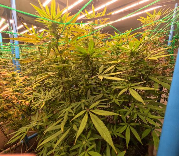 (notill) permanent marker rbx1. Week 6