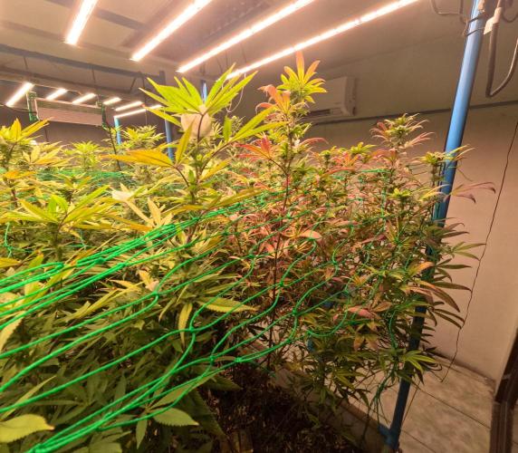 (notill) permanent marker rbx1. Week 6