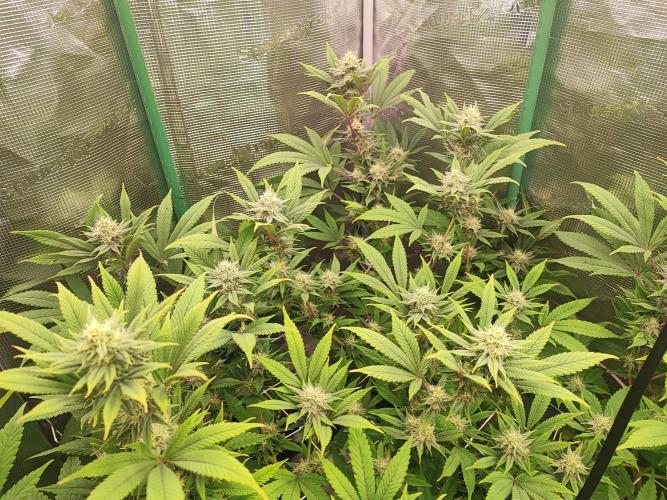 Eva seeds Missing in Barcelona. Week 5