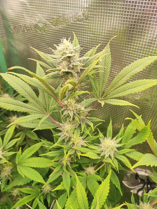 Eva seeds Missing in Barcelona. Week 5