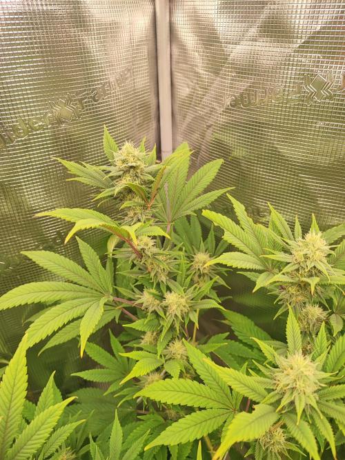 Eva seeds Missing in Barcelona. Week 5