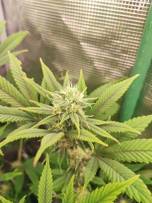 Eva seeds Missing in Barcelona. Week 5
