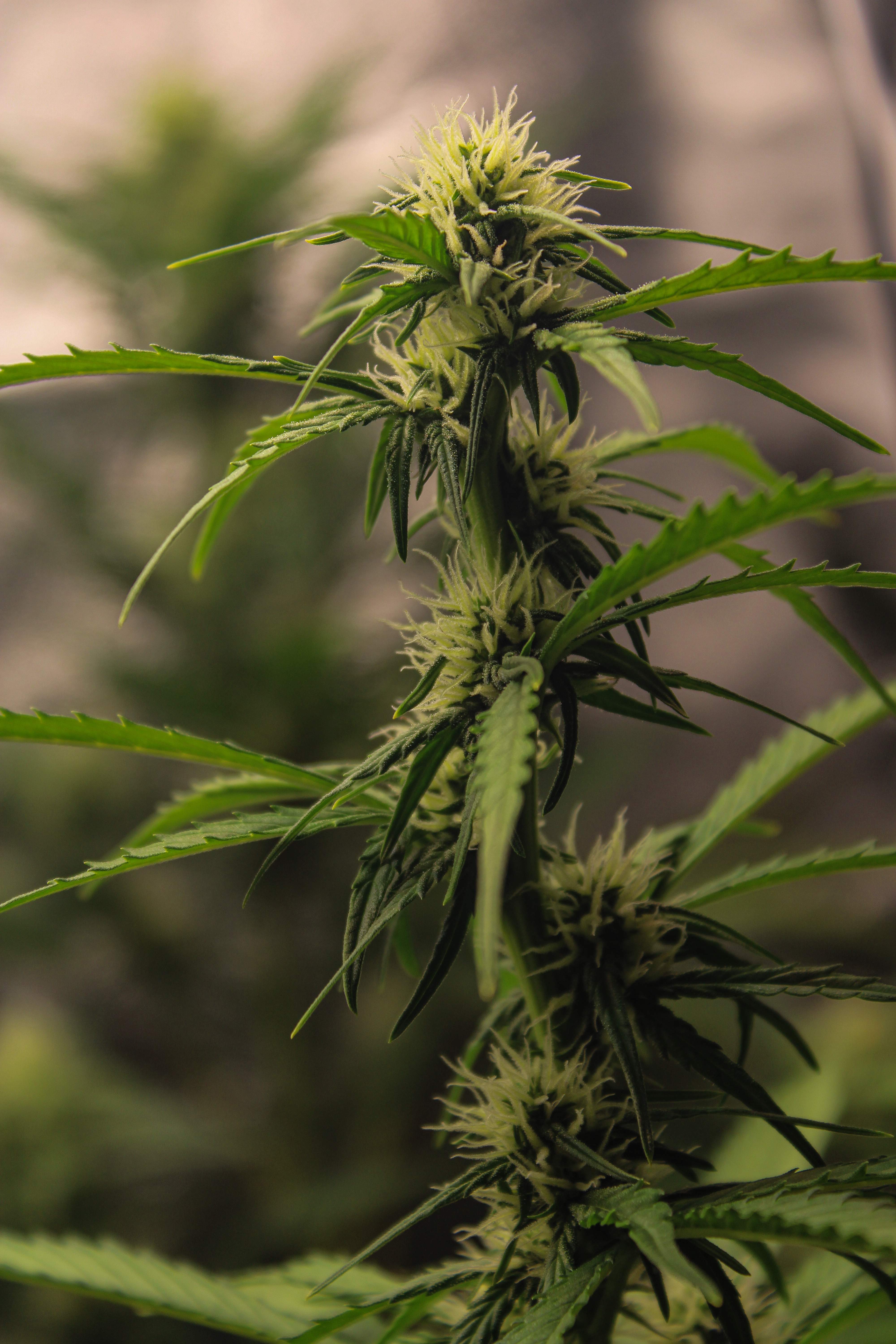 Fast Buds Apricot Auto grow diary (journal) week6 by Aly_nugs_shot