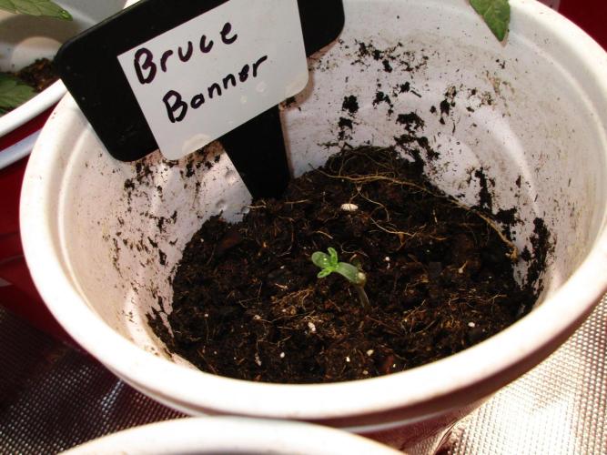 Bruce Banner. Week 0