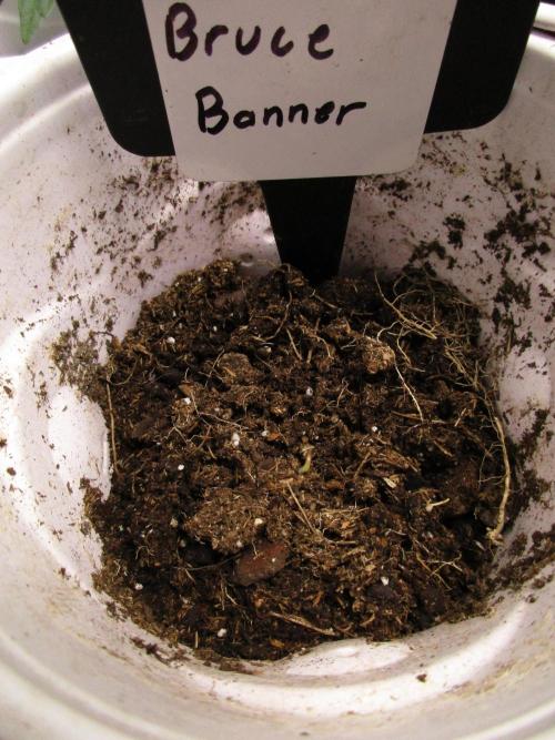 Bruce Banner. Week 0