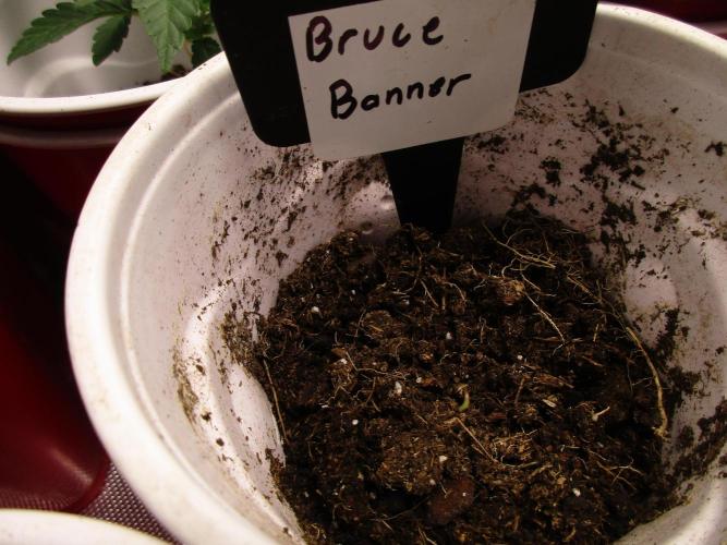 Bruce Banner. Week 0