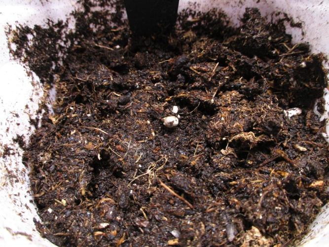 Bruce Banner. Week 0