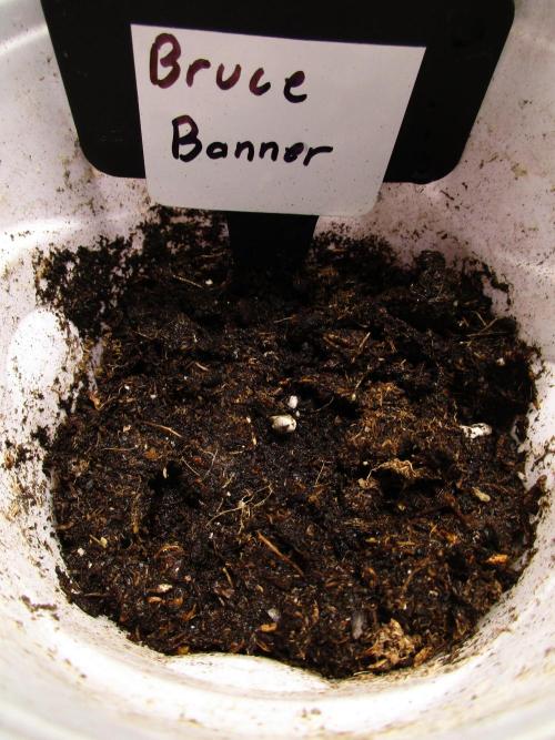 Bruce Banner. Week 0