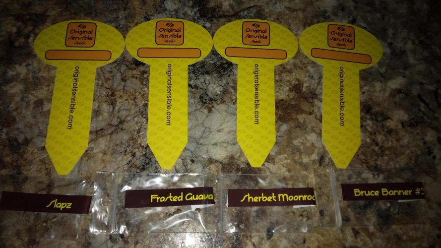 Bruce Banner. Week 0