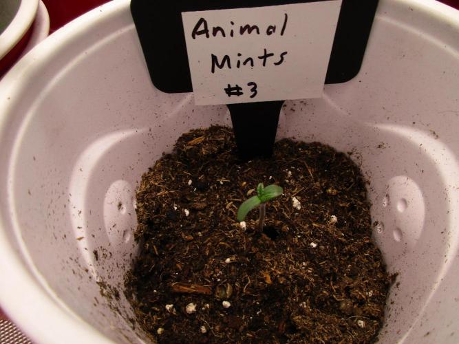 Animal Mints #3. Week 0