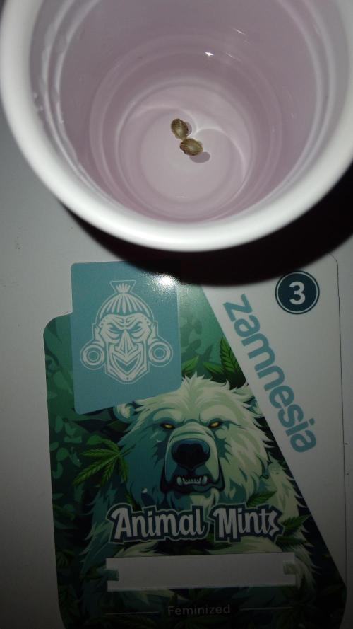 Animal Mints #3. Week 0