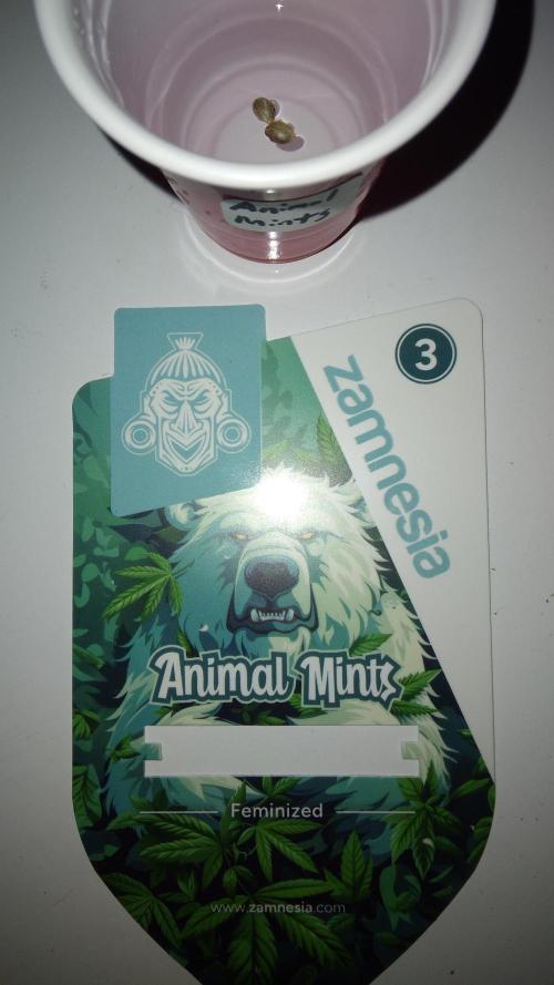 Animal Mints #3. Week 0