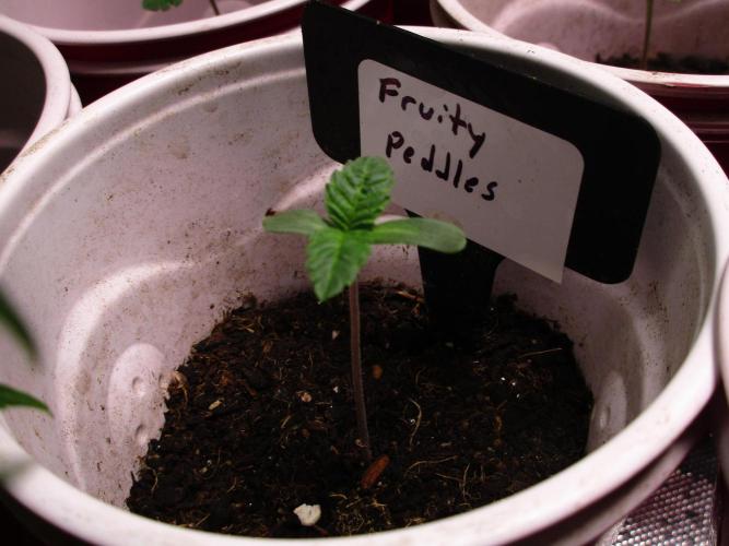 Fruity Pebbles. Week 0