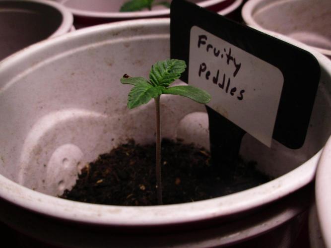 Fruity Pebbles. Week 0