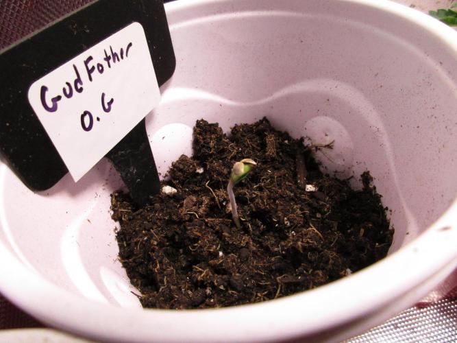 GodFather O.G. Week 0