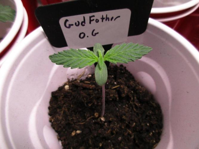 GodFather O.G. Week 0