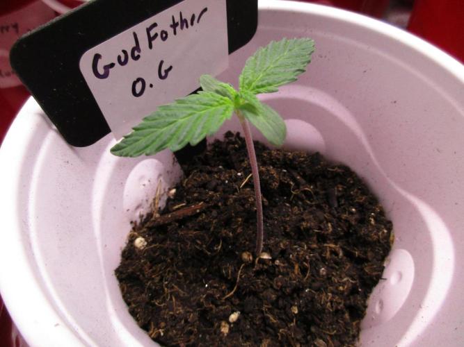 GodFather O.G. Week 0