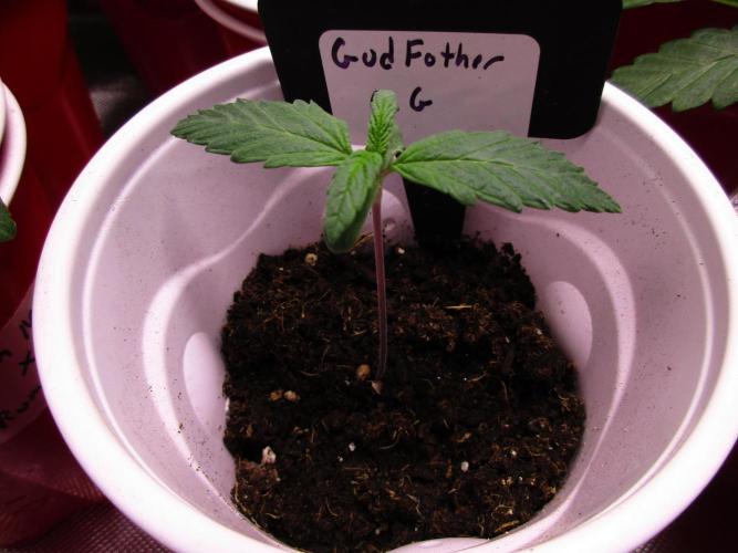 GodFather O.G. Week 0