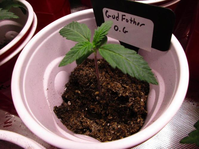 GodFather O.G. Week 0