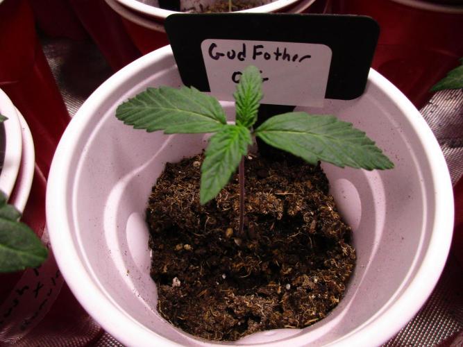 GodFather O.G. Week 0