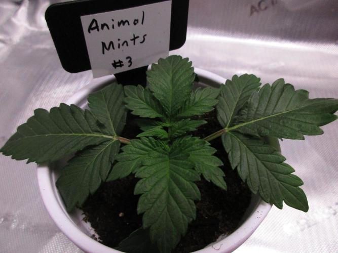 Animal Mints #3. Week 1