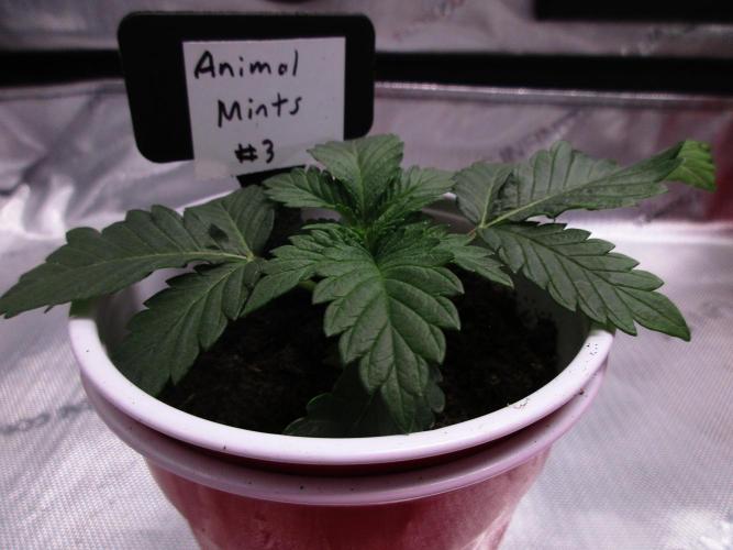 Animal Mints #3. Week 1