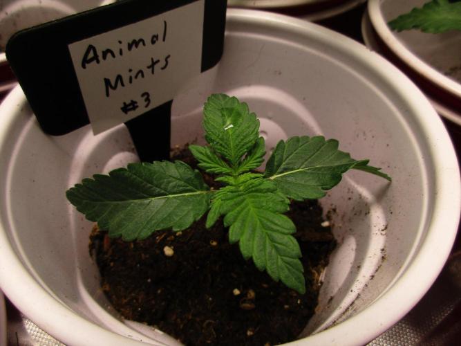 Animal Mints #3. Week 1