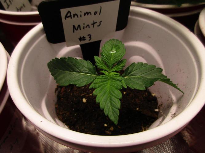 Animal Mints #3. Week 1